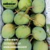 Gobindo Bhog Mango | সাতক্ষীরা গোবিন্দ ভোগ আম