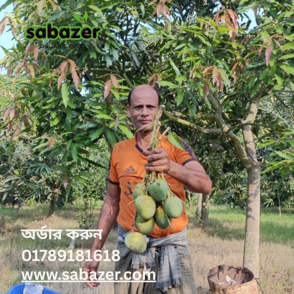 সাতক্ষীরার প্রিমিয়াম কোয়ালিটির হিমসাগর আম