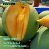 Gobindo Bhog Mango | সাতক্ষীরা গোবিন্দ ভোগ আম